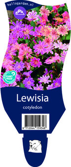 Lewisia cotyledon