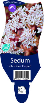 Sedum album &#039;Coral Carpet&#039;