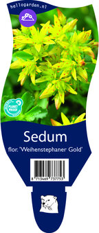 Sedum floriferum &#039;Weihenstephaner Gold&#039;