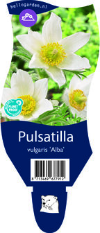 Pulsatilla vulg &#039;Alba&#039;