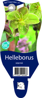 Helleborus sternii