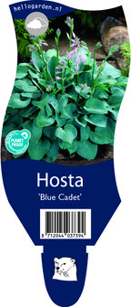 Hosta &#039;Blue Cadet&#039;