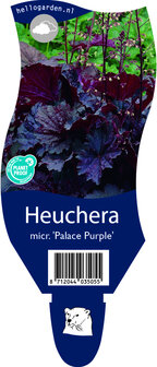 Heuchera micrantha &#039;Palace Purple&#039;