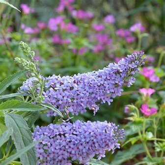 Buddleja -hemelsblauw (VP)