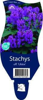 Stachys officinalis &#039;Ukkie&#039;