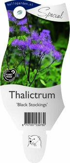 Thalictrum &#039;Black Stockings&#039;