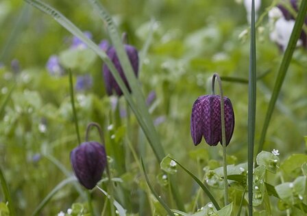 Fritillaria meleagris