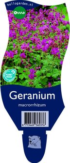 Geranium macrorrhizum