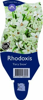 Rhodoxis &#039;Fairysnow&#039;