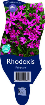 Rhodoxis &#039;Fairytale&#039;