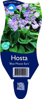 Hosta &#039;Blue Mouse Ears&#039;