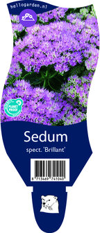 Sedum &#039;Brilliant&#039;