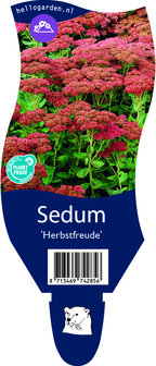 Sedum &#039;Herbstfreude&#039;