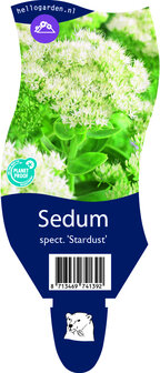 Sedum &#039;Star Dust&#039;