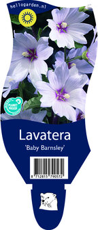 Lavatera &#039;Baby Barnsley&#039;