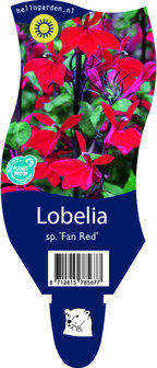 Lobelia speciosa &#039;Fan Red&#039;