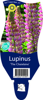 Lupinus &#039;The Chatelaine&#039;