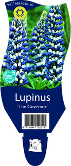 Lupinus &#039;The Governor&#039;