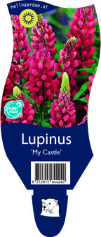 Lupinus &#039;My Castle&#039;