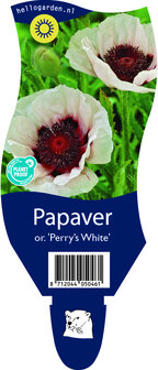 Papaver orientale &#039;Perry&#039;s White&#039;