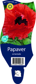 Papaver orientale