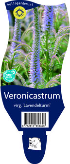 Veronicastrum virginicum &#039;Lavendelturm&#039;