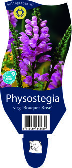 Phoysostegia virginiana &#039;Bouquet Rose&#039;