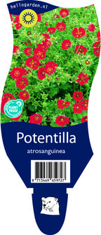 Potentilla atrosanguinea