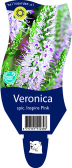 Veronica spicata Inspire Pink