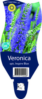 Veronica spicata Inspire Blue