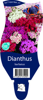 Dianthus barbatus