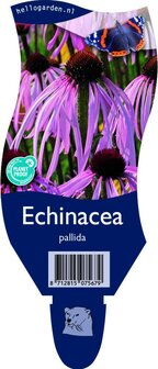 Echinacea pallida