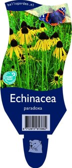 Echinacea paradoxa