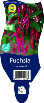 Fuchsia &#039;Riccartonii&#039;