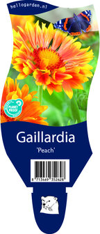 Gaillardia &#039;Peach&#039;