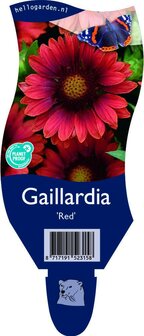 Gaillardia &#039;Red&#039;