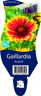 Gaillardia &#039;Kobald&#039;