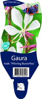 Gaura lindheimeri &#039;Whirling Butterflies&#039;