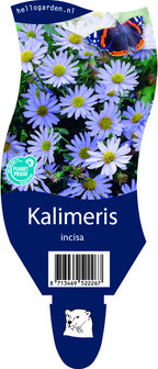 Kalimeris incisa