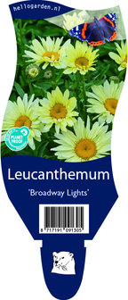 Leucanthemum (S) Superbum &#039;Broadway Lights&#039;