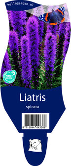 Liatris spicata