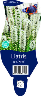 Liatris spicata &#039;Alba&#039;