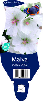 Malva moschata &#039;Alba&#039;