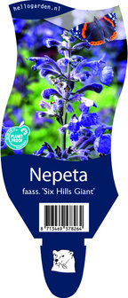 Nepeta faassenii &#039;Six Hills Giant&#039;