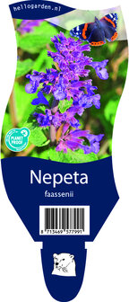 Nepeta faassenii