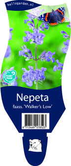 Nepeta faassenii &#039;Walker&#039;s Low&#039;