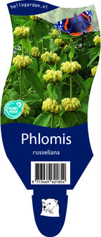 Phlomis russeliana