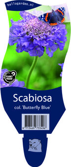 Scabiosa columbaria &#039;Butterfly Blue&#039;