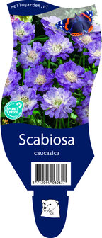 Scabiosa caucasica