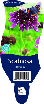 Scabiosa columbaria &#039;Barocca&#039;